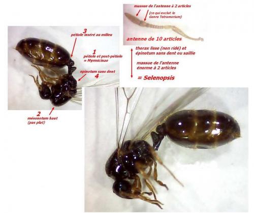 Réf. 221 812 : Solenopsis sp.